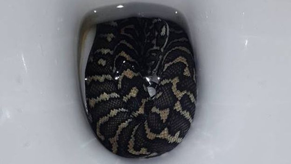 A cobra pode ter entrado no vaso sanitÃ¡rio Ã  procura de Ã¡gua por causa do calor, diz a tratadora â Foto: Jasmine Zeleny