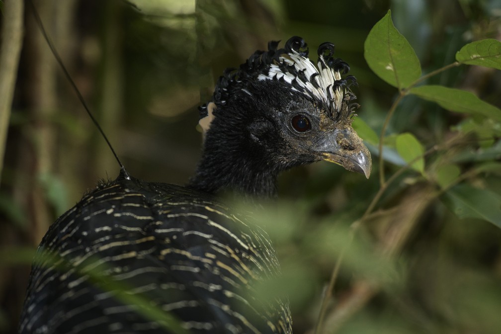 Projeto de Soltura do Mutum-de-Penacho é uma iniciativa para a preservação da espécie na área de influência da Usina Hidrelétrica de Porto Primavera — Foto: Luciano Candisani