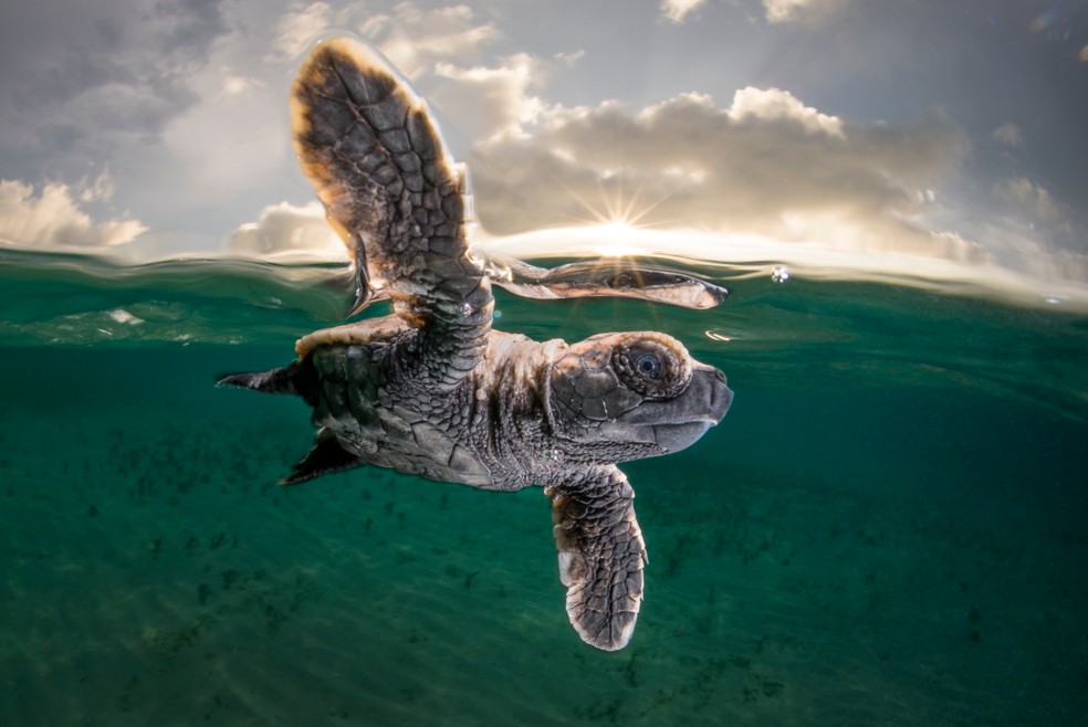 Um filhote de tartaruga-de-pente dá seu primeiro mergulho. Imagem foi premiada com 3° lugar no Ocean Photography Awards. — Foto: Ocean Photography Awards | Matty Smith