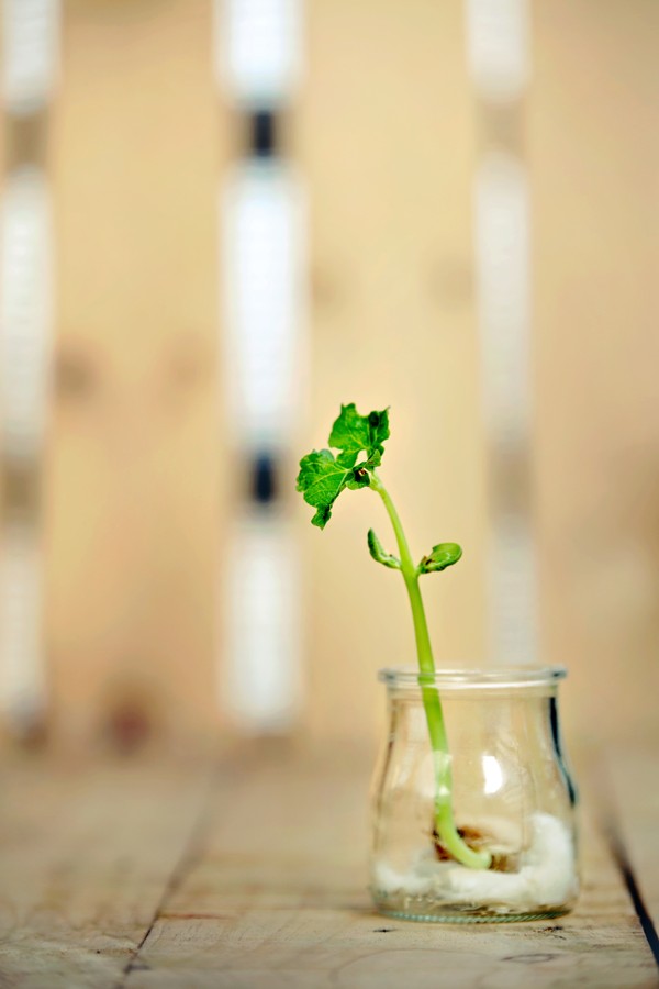 Close-up of a little plant growing from a bean in a glass with wet cotton (Foto: Getty Images)