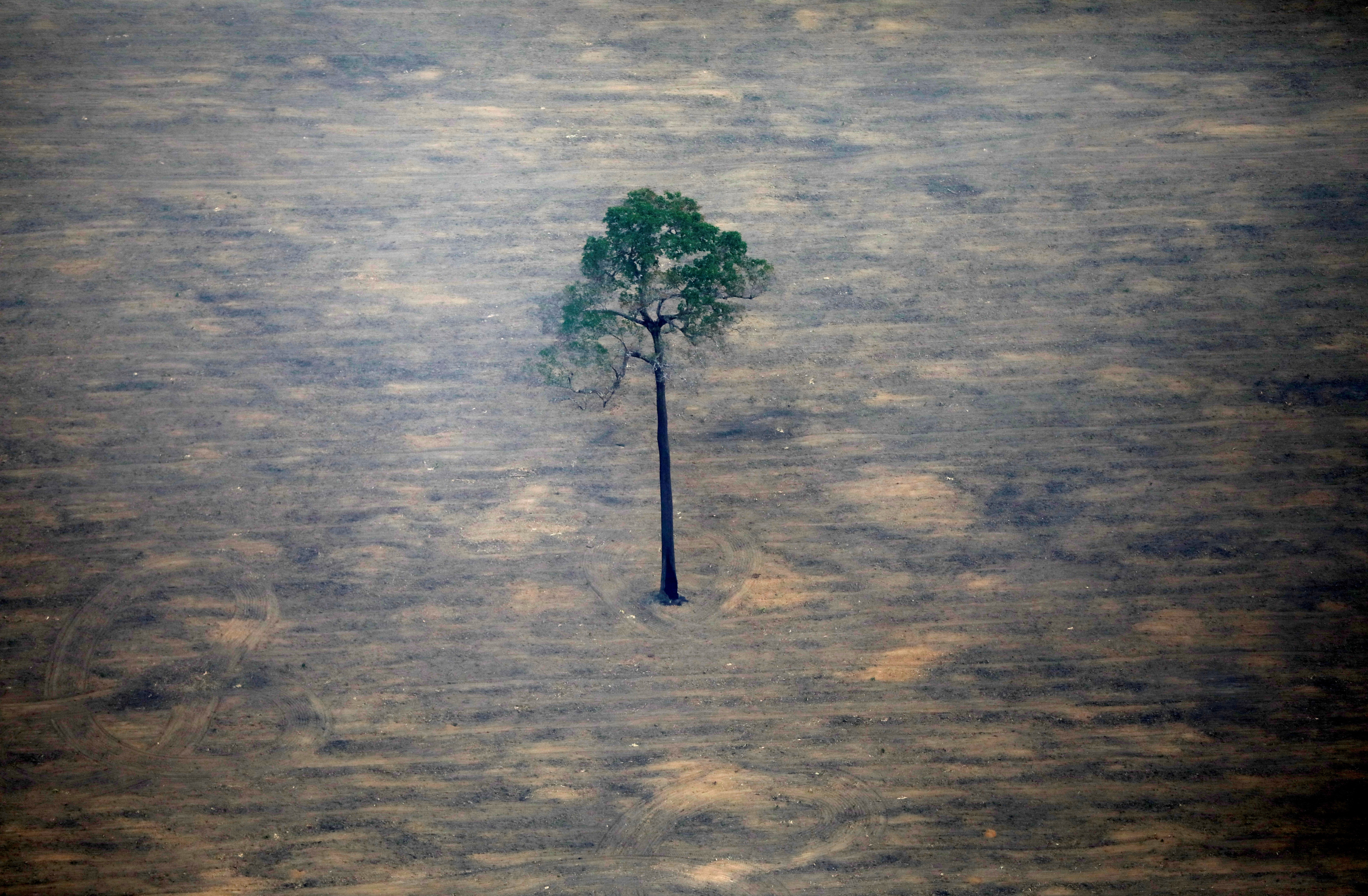 Imagem em sobrevoo na região amazônica próxima a Porto Velho (RO) (Foto: REUTERS/Bruno Kelly/File Photo)