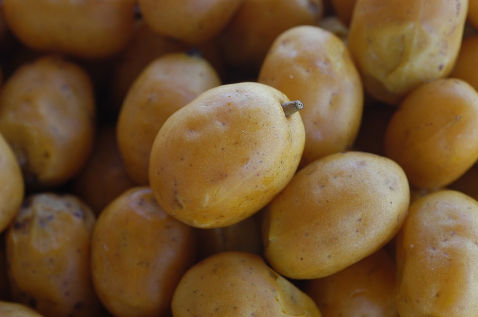 Cajá é cultivada principalmente no Norte e no Nordeste — Foto: Divulgação