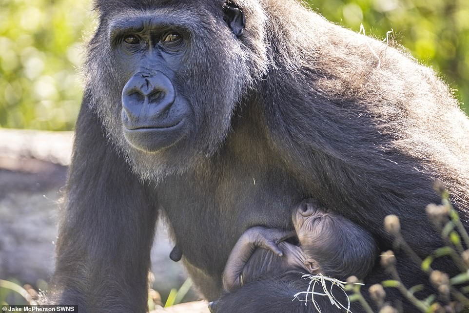 Lynsey Bugg, a curadora de mamíferos do zoológico, disse: 'Nós sabíamos que íamos ter um bebê gorila e já estávamos vigiando os bebês há algum tempo. Eu vim ontem de manhã para encontrar um bebê novo em casa. Foi lindo ' (Foto: Reprodução Facebook)