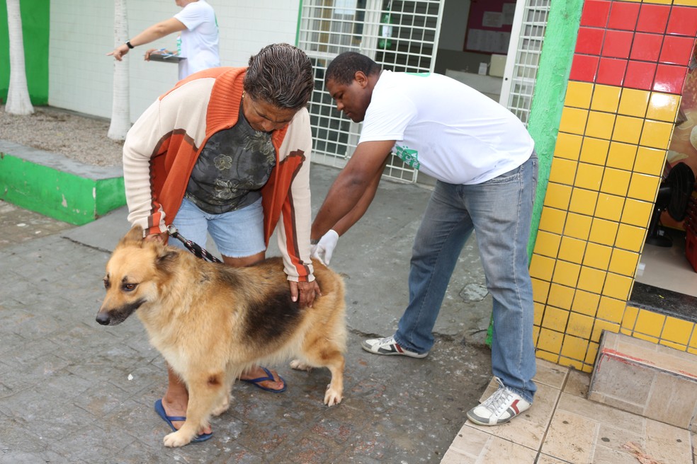 Vacinação de cães e gatos acontecem em mais de 8 mil postos de Pernambuco — Foto: Prefeitura de Arcoverde/Divulgação