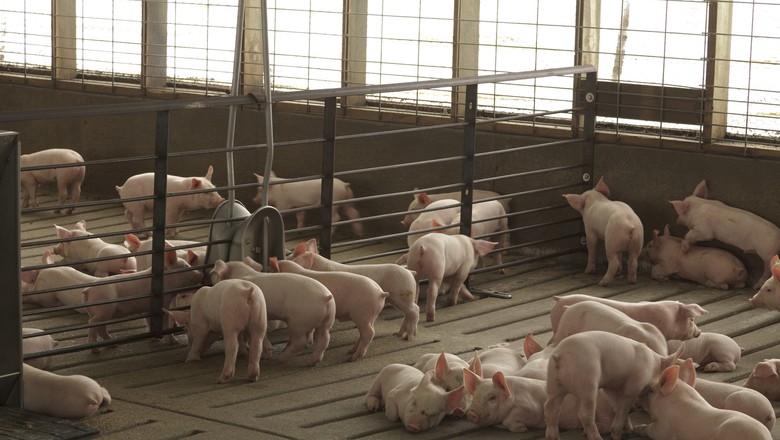 granja-de-suínos-suinocultura-porco (Foto: United Soybean Board/CCommons)