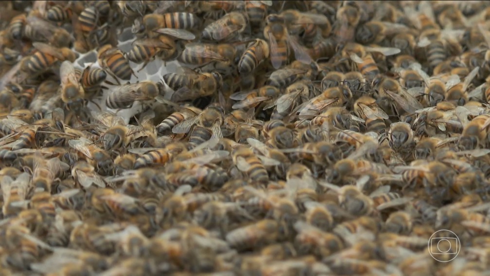 Acidentes com abelhas crescem 24% em 2022 no Brasil — Foto: JN