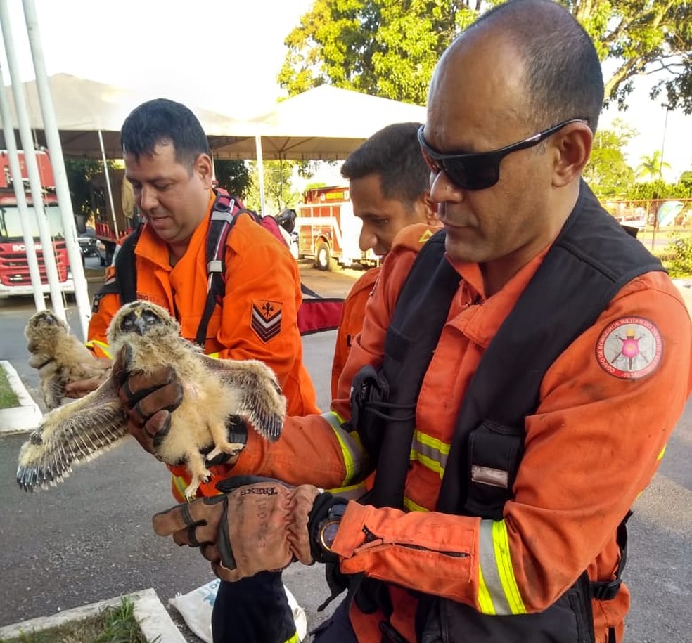 Filhotes de coruja são resgatos após incêndio florestal no DF — Foto: CBMDF/Divulgação