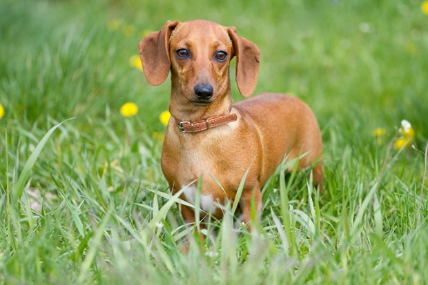 Beautiful dachshund on the green grass (Foto: Getty Images/iStockphoto)