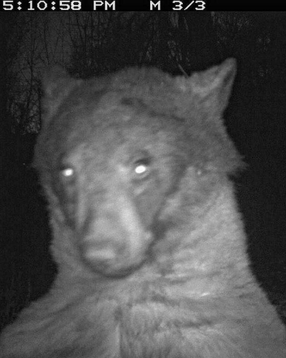 Urso flagrado por câmera com sensor de movimento em Boulder, nos EUA, janeiro de 2023. — Foto: City of Boulder Open Space & Mountain Parks