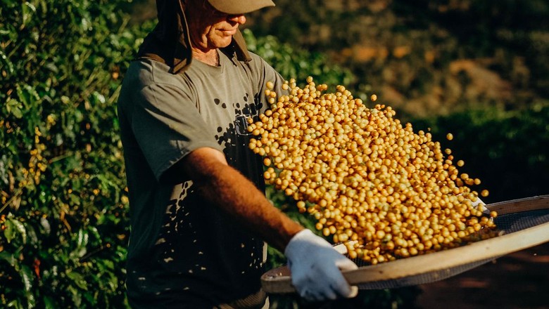 Além da proteção ao meio ambiente e qualidade do café, a Nespresso impõe aos fazendeiros regras de segurança do trabalho (Foto: Selva Bizarria)