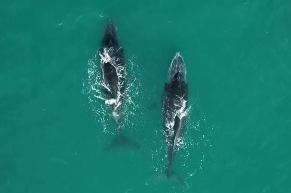 Baleias são observados do ar com drone — Foto: Reprodução/Rede Globo