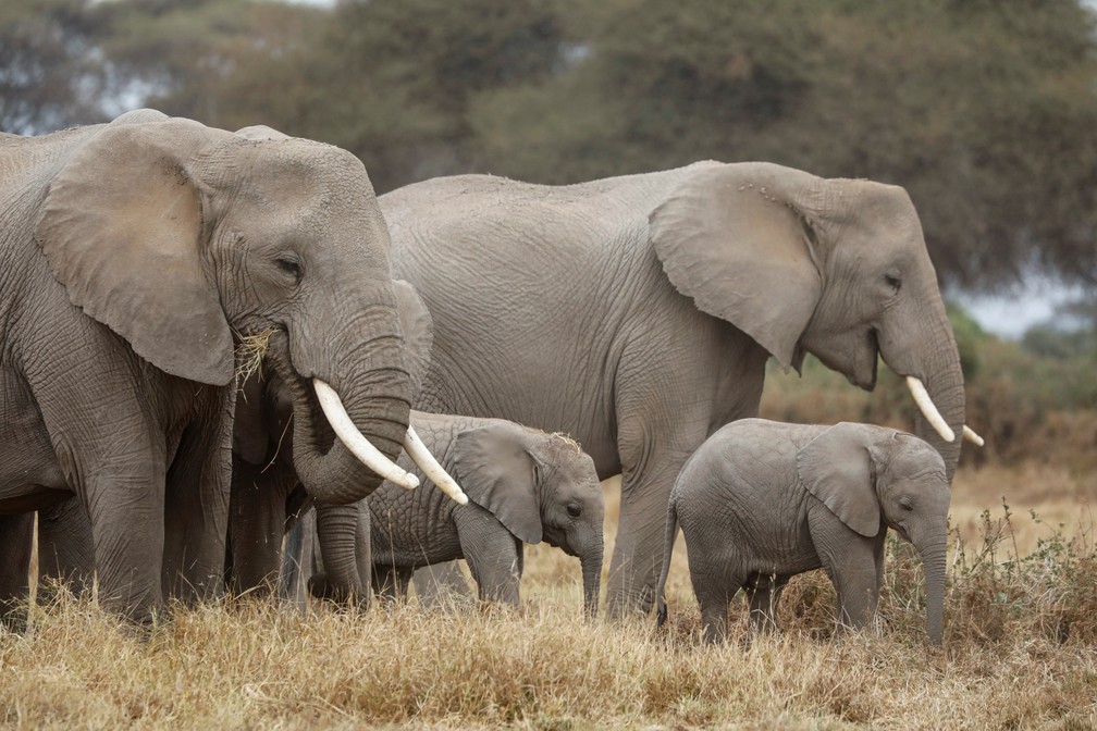 Elefantes em parque nacional do Quênia em 12 de agosto de 2020 — Foto: Baz Ratner/Reuters