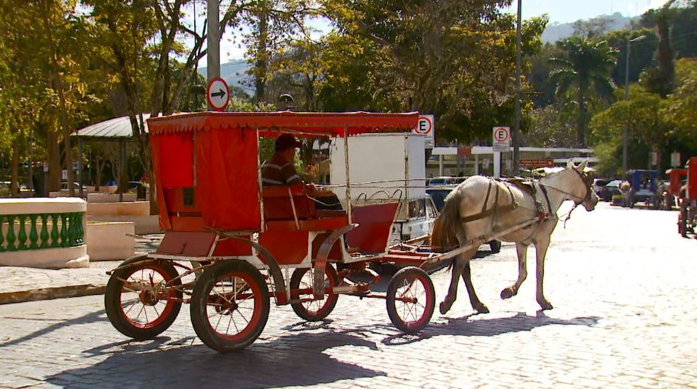 Cavalos de charretes recebem chips para serem monitorados 