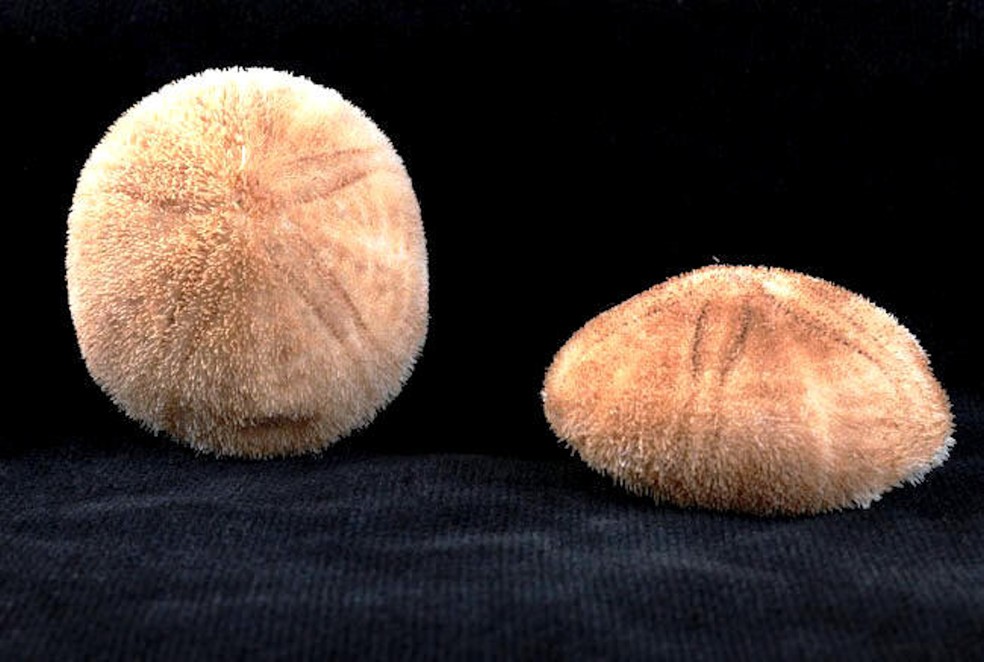 Ouriço-do-mar (Cassidulus mitis) — Foto: ICMBio/ Reprodução