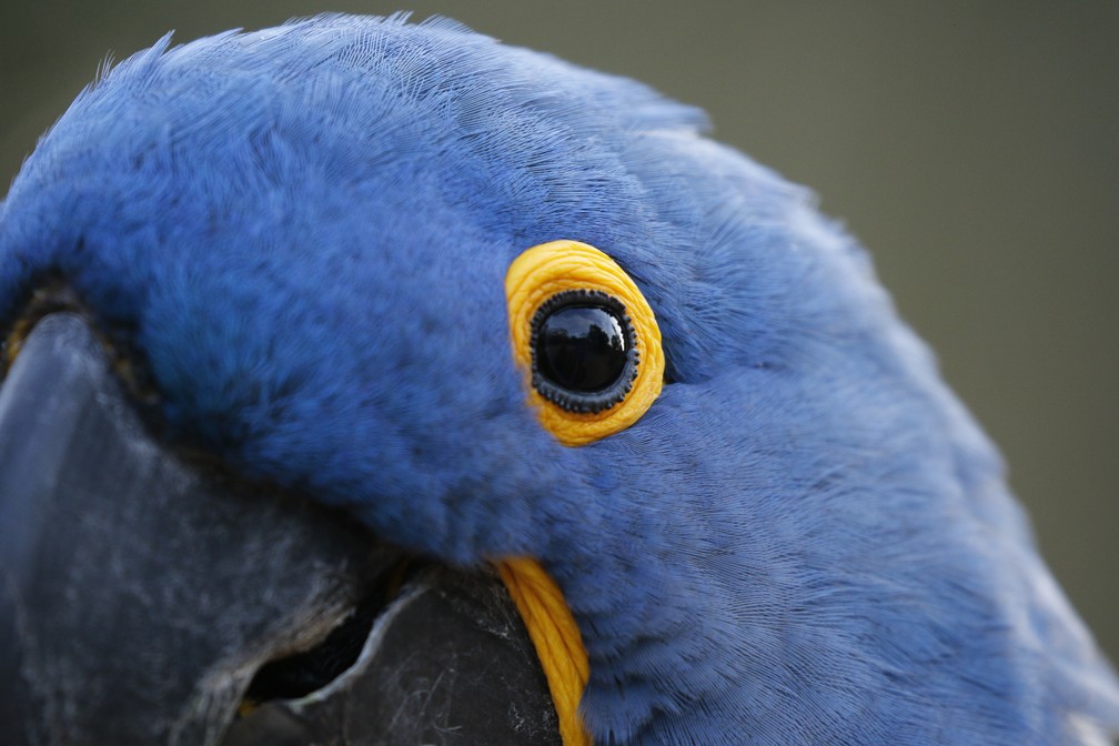 A arara-azul é a maior espécie da família Psittacidae no planeta (Foto: Jeanne Martins/VC no TG)