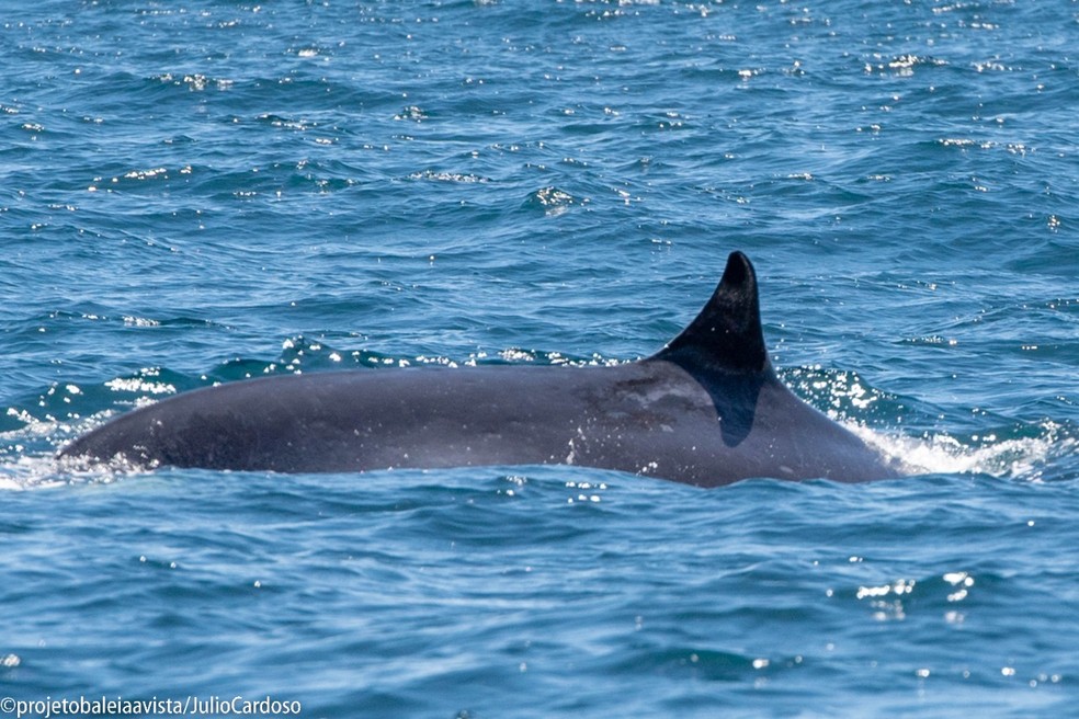 Em início de temporada, baleias-de-bryde são vistas caçando em Ilhabela — Foto: Júlio Cardoso/Projeto Baleia a Vista