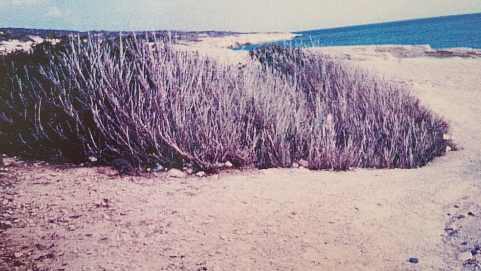 Esse é o arbusto encontrado na praia de Episkopi que foi o ponto de partida para a descoberta dos corpos de três homens desaparecidos há 32 anos — Foto: Cortesia/Xenophon Kallis/BBC