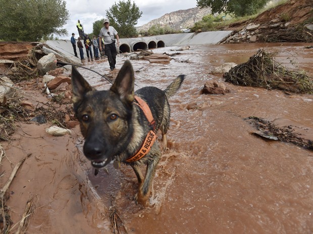Cão ajuda nas buscas em Short Creek após enchente que atingiu a cidade de Hildale, Utah (Foto: Reuters/David Becker) Cão ajuda nas buscas em Short Creek após enchente que atingiu a cidade de Hildale, Utah (Foto: Reuters/David Becker)
