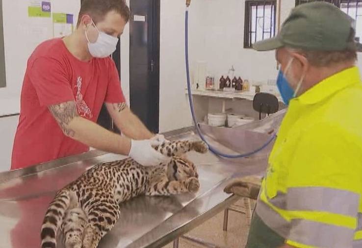 Jaguatirica é encontrada morta na BR-050 entre Uberlândia e Uberaba; veja vídeo