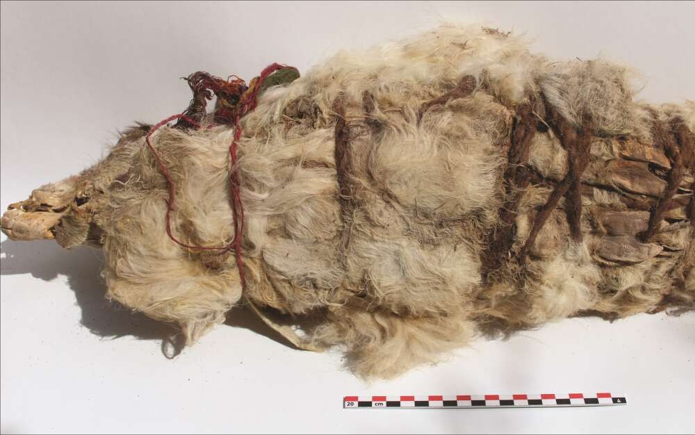Porquinhos-da-Índia foram encontrados perto das lhamas (Foto: Antiquity Publications Ltd/L.M. Valdez)
