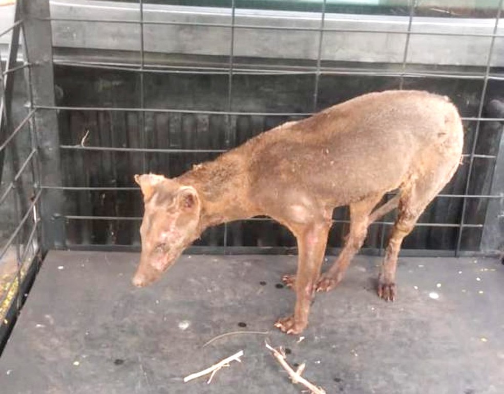 Cachorro-do-mato foi resgatado em região rural de Jaú com várias queiamduras — Foto: Prefeitura de Jaú/Divulgação