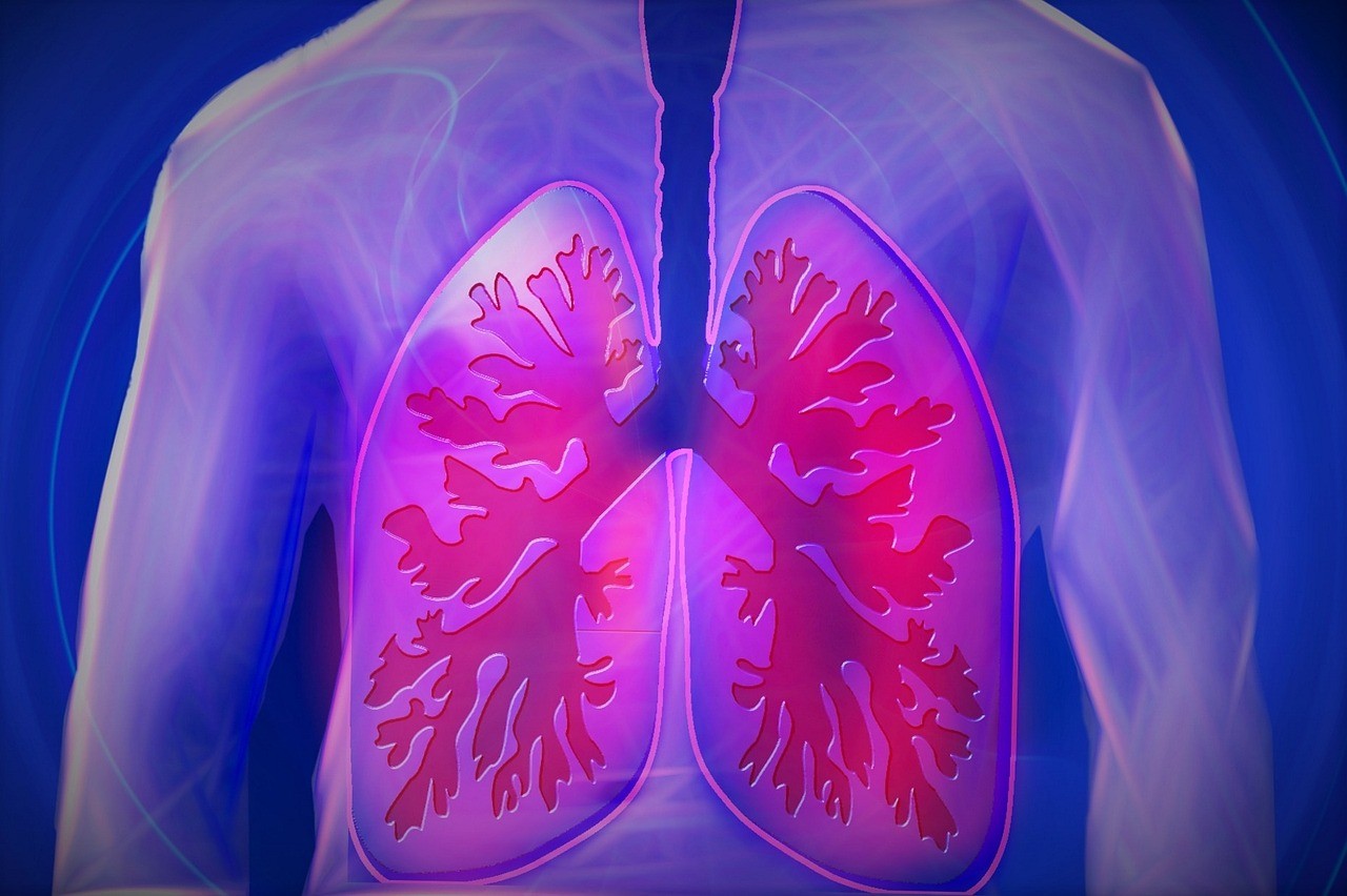 pulmão, pulmões (Foto: kalhh/Pixabay)