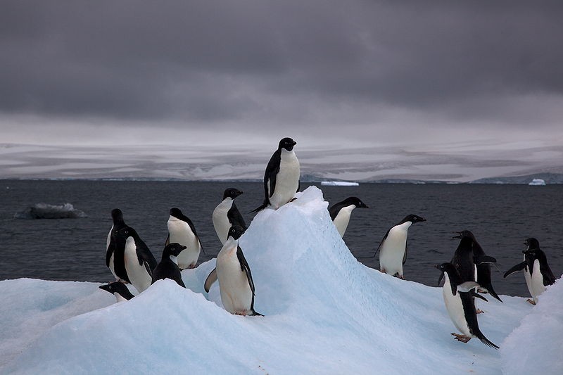 Espécies nativas da Antártica, como os pinguins Pygoscelis adeliae, podem estar sob a ameaça de espécies invasoras devido ao aquecimento global  (Foto: Creative Commons)