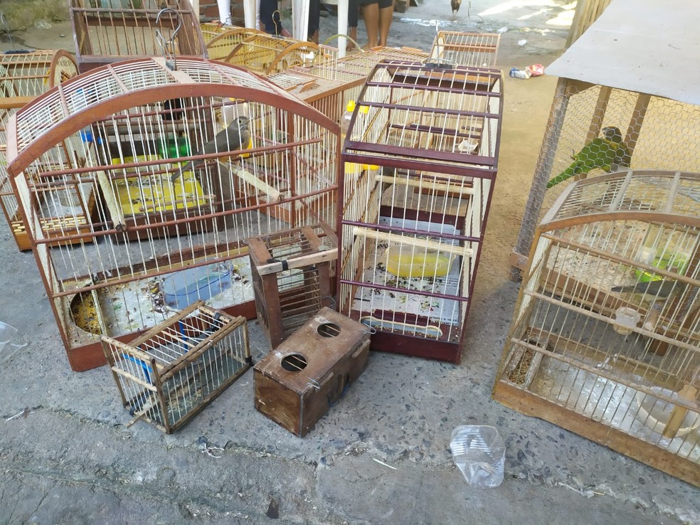 Pássaros silvestres também foram apreendidos no local — Foto: Polícia Militar/ Divulgação