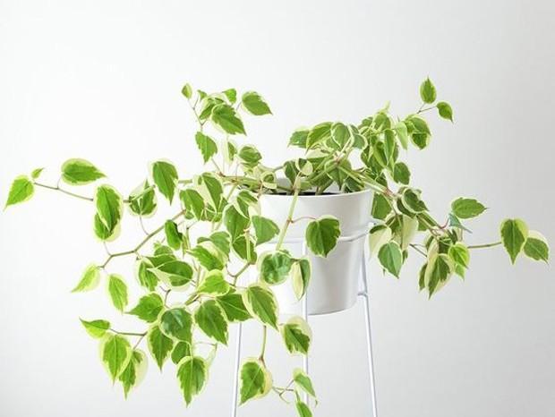 9 plantas de sombra para você cultivar dentro de casa (Foto: Divulgação / Reprodução / Getty Images)