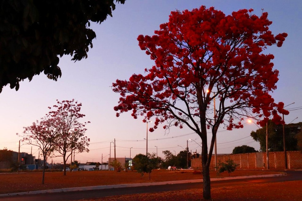 Ipê-rosa: entenda o significado e a importância da árvore que colore as  ruas de Uberlândia | Triângulo Mineiro | G1