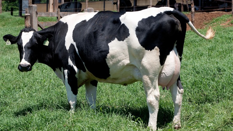 vaca-leite-gado-pecuaria-bovino-leiteiro-holandesa (Foto: Rogério Cassimiro/Ed. Globo)