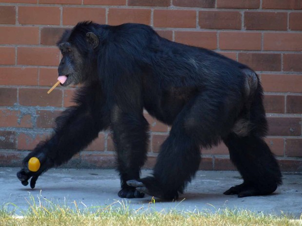 O chimpanzé não ficou feliz com só um sorvete e resolveu tomar dois. São feitos de frutas batidas no liquidificador e congeladas. (Foto: Esther Nazareth/ Divulgação RIOZOO)