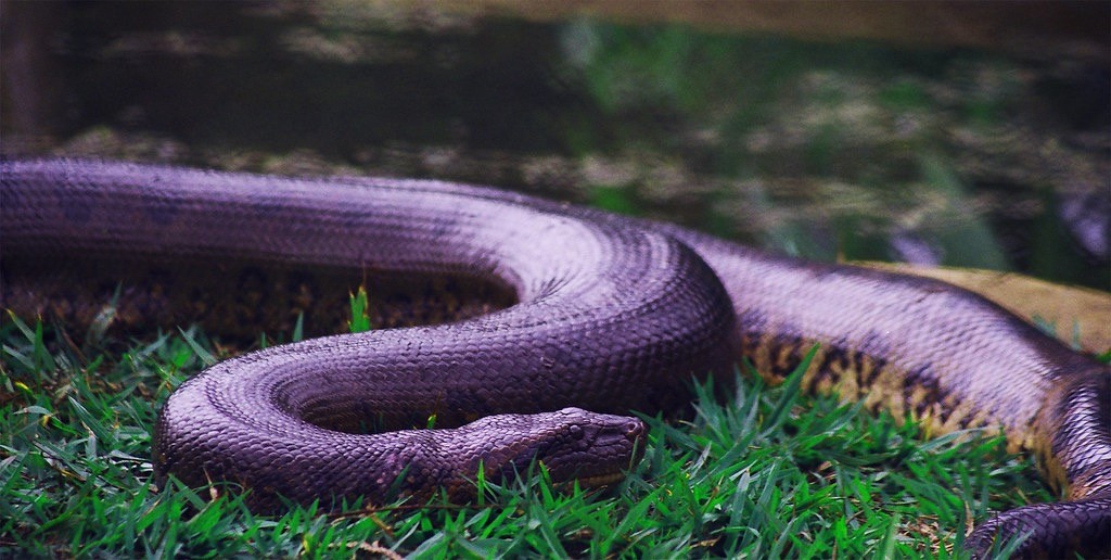 Qual o maior animal que uma cobra pode comer? Veja flagras