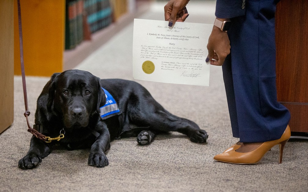 A cachorra Hatty, que prestará apoio emocional a crianças que irão depor, na Corte Criminal George N. Leighton, na terça-feira (29) — Foto: Camille Fine/Chicago Tribune via AP