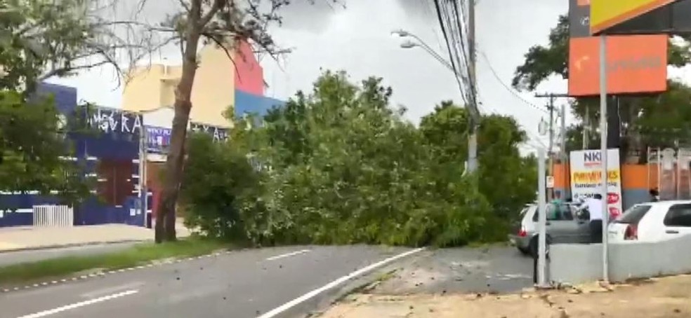 Árvore caiu em avenida de Campinas e atingiu motociclista — Foto: Reprodução / EPTV