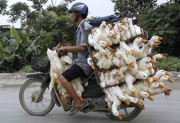 Homem transporta patos engaiolados em moto na província de Nam Ha, próximo a Hanói, capital do Vietnã, nesta quinta-feira (31) (Foto: Kham/Reuters)