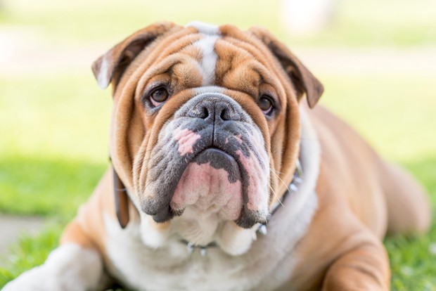 Cute English bulldog portrait,selective focus (Foto: Getty Images/iStockphoto)