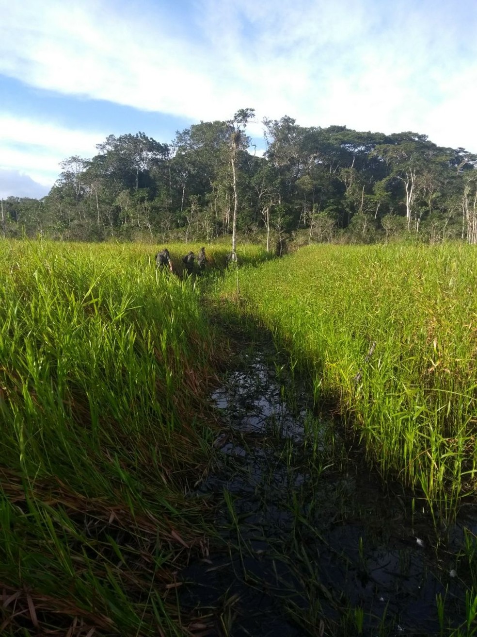 Policiais localizaram terreno após caminharem por 2h em trilhas em Iguape, SP (Foto: Divulgação/Polícia Militar Ambiental)
