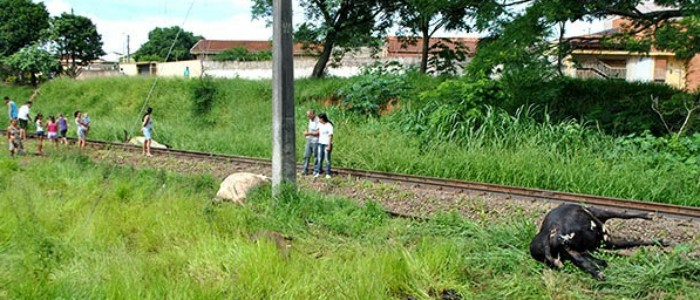 Trem de carga atropela e mata 12 vacas em linha de em Mogi Guaçu (SP) (Foto: Denílson Bischiliari)