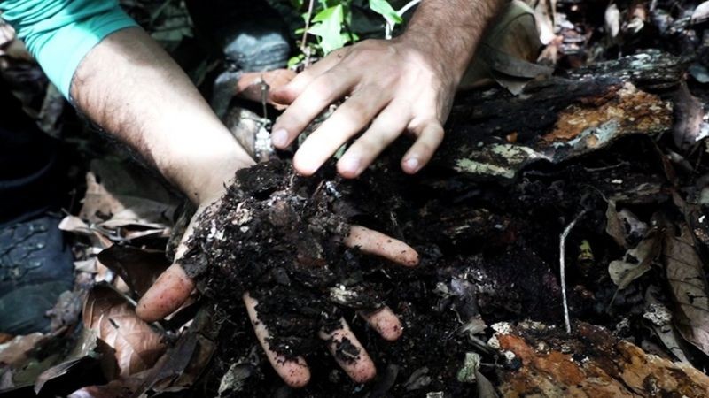 Podas frequentes ampliam quantidade de matéria orgânica no solo das agroflorestas. (Foto: BBC News)