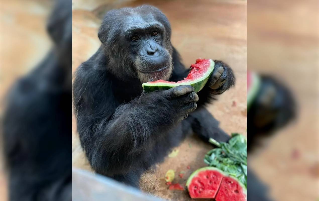Zoológico de Sorocaba celebra o Dia Mundial do Chimpanzé; saiba como participar