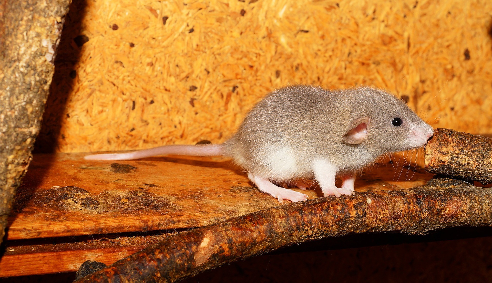 Ratos voltaram a andar e recuperaram sensibilidade (Foto: Pixabay)