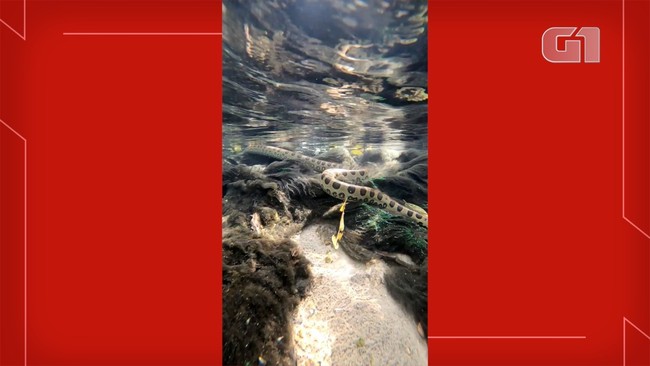Sucuri gigante  flagrada por grupo de turistas durante flutuao em rio de MS