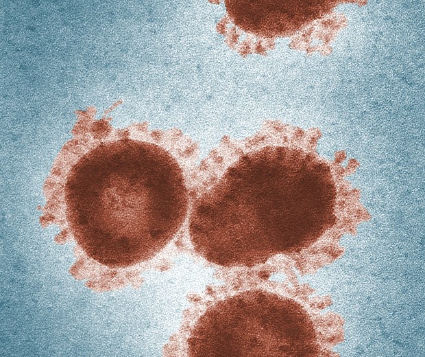Imagem ilustrativa de um vírus (Foto: CDC/Pexels)