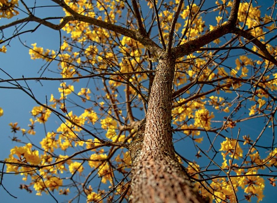 O ipê-amarelo é uma espécie de árvore brasileira que pode sofrer graves consequências do aquecimento global e da falta de preservação da biodiversidade nacional