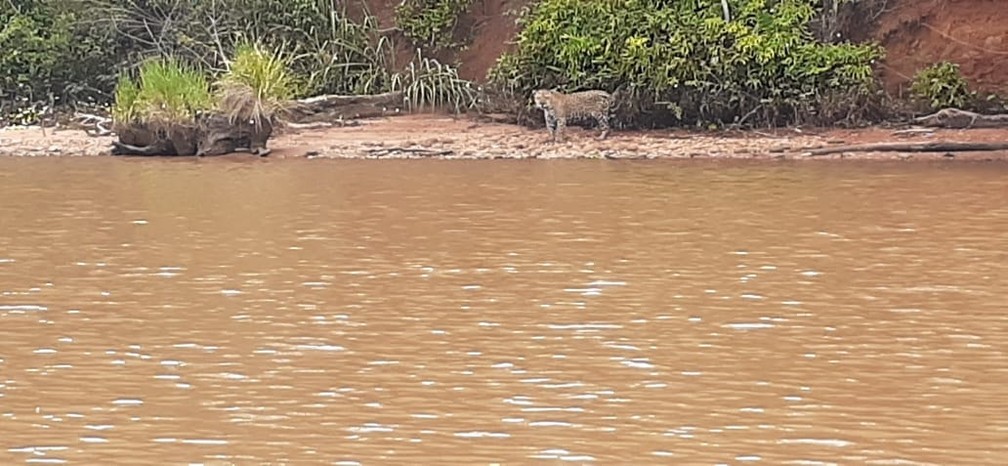 Vigilantes flagraram onça-pintada às margens do Rio Paranapanema — Foto: Reprodução/Facebook/Morro do Diabo