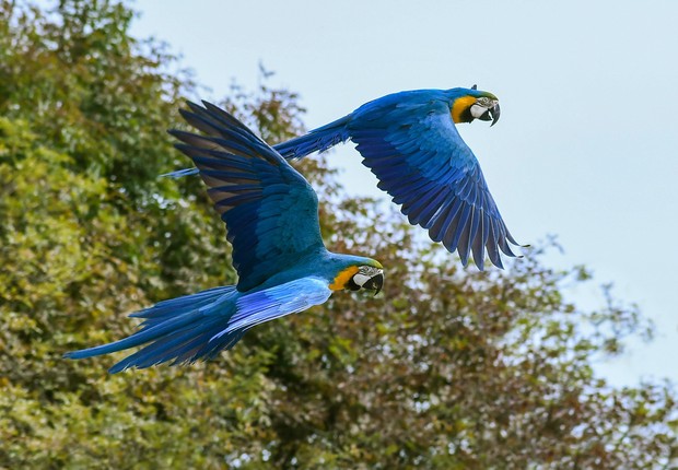 Arara Azul é uma das espécies brasileiras extintas (Foto: Pixabay)