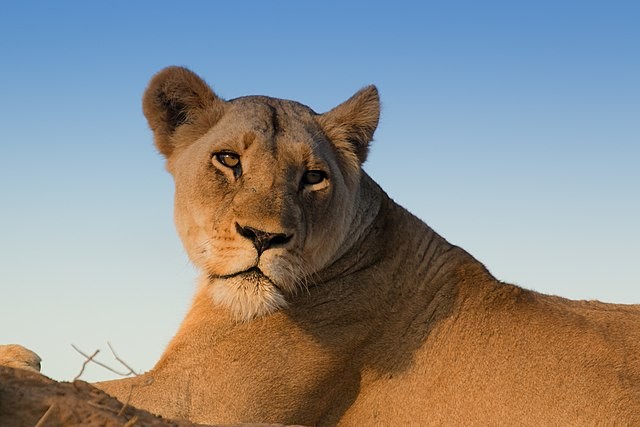 As leoas podem chegar a 80 km/h em curtas distâncias (Foto: Charles J. Sharp / Wikimedia Commons / CreativeCommons)