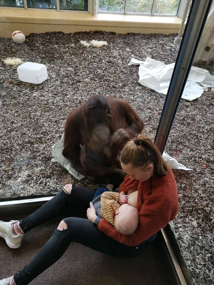 Imagem de Orangotango apoiando a mãe viralizou no Facebook (Foto: Reprodução: Facebook)