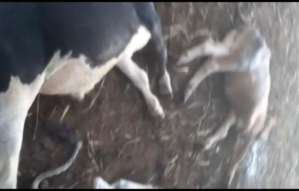 Raio mata sete garrotes em fazenda na região Oeste do RN — Foto: Reprodução